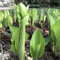 WOOD STUDIO KUZE’S 4月の予定